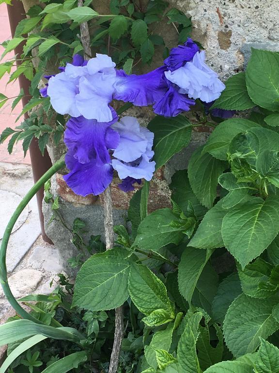 Il Mugello B&B วิคคิโอ ภายนอก รูปภาพ